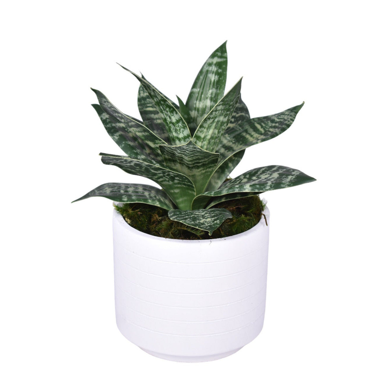 Flat White Pot with Sansevieria Arrangement   AR1749
