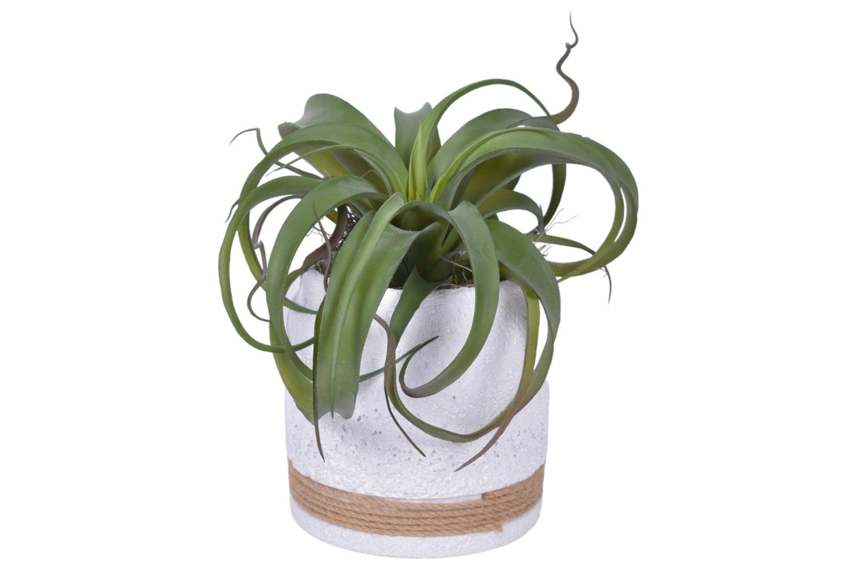 6.5" Nash Pot with UV Protected Air Plant   AR1769UV