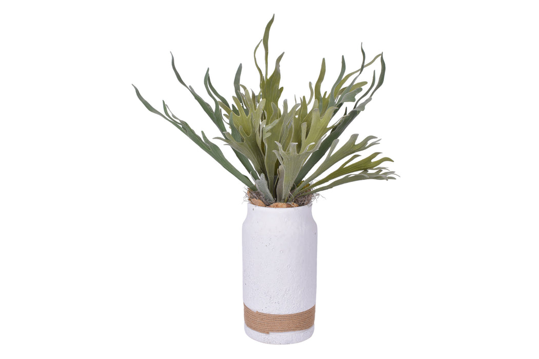 Nash Pot Trio with Airplants and Ferns   AR1772