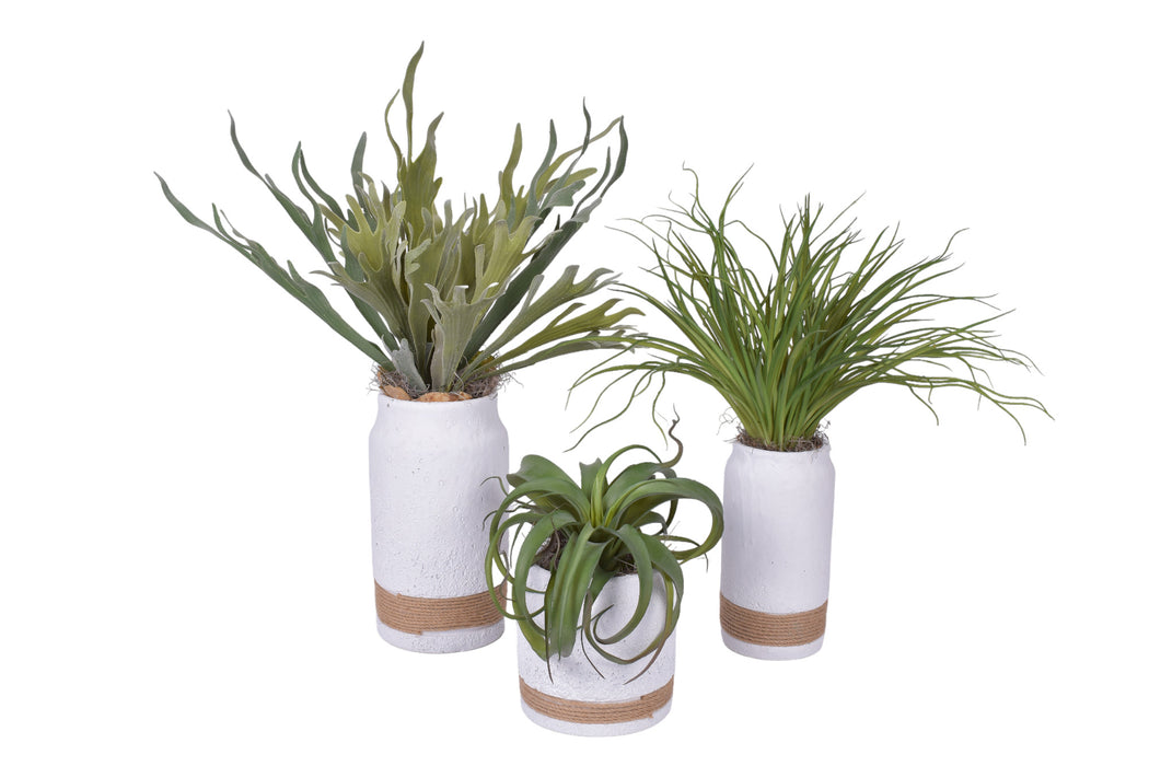 Nash Pot Trio with Airplants and Ferns   AR1772