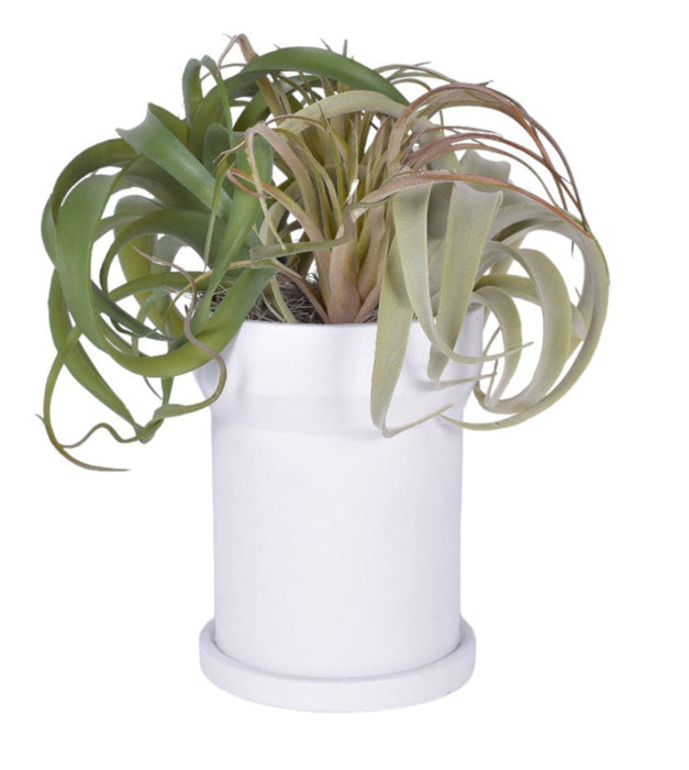 8" White Rook Pot with Airplant Arrangement   AR1775