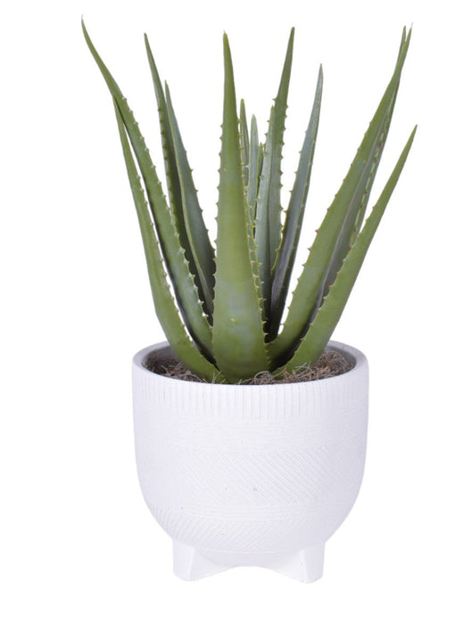 7" Winifred Pot with Aloe   AR1776