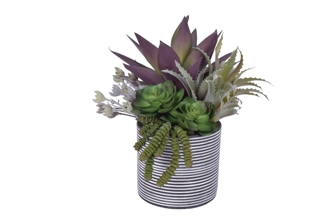 6" Stella Pot with Succulent Arrangement   AR1795