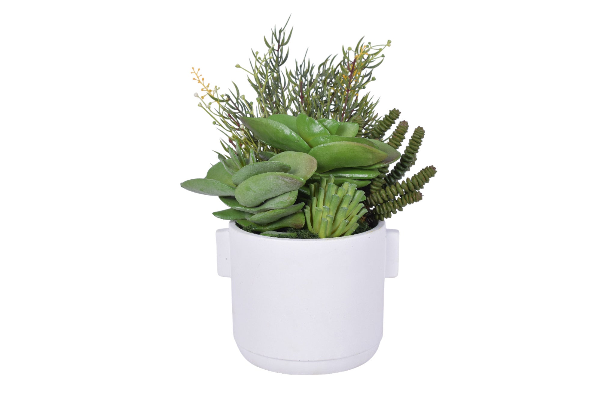 6" Watson Pot with Succulent Arrangement   AR1800