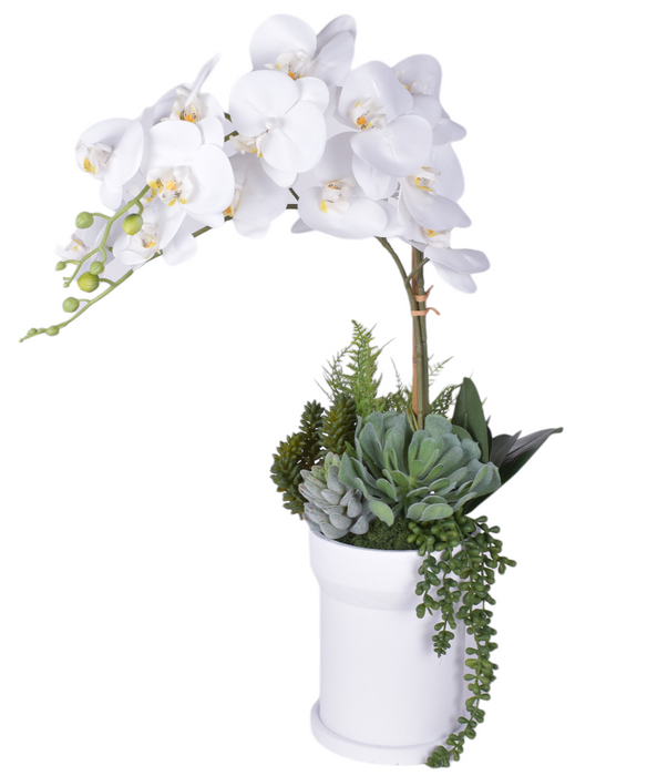 8" White Rook Pot with Orchid Arrangement   AR1809