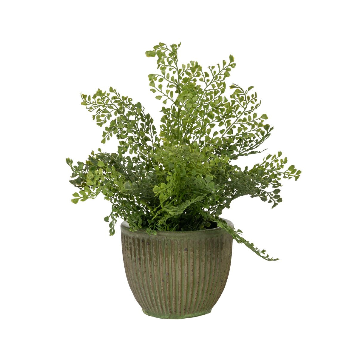 7" Kiwi Pot with Maidenhair Fern   AR1816