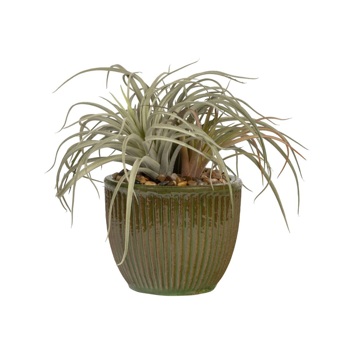 7" Kiwi Pot with Airplants   AR1818