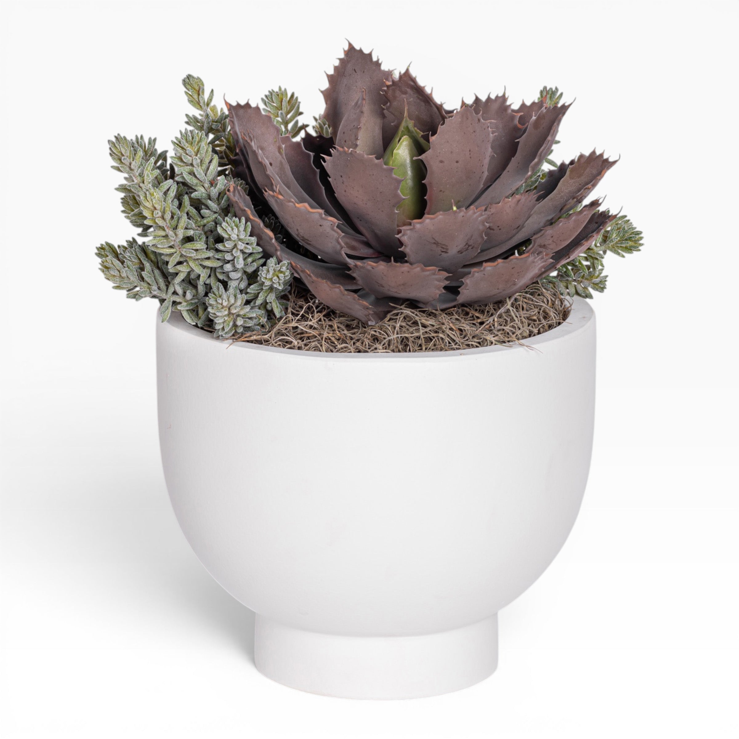 12" White Mack Compote with Succulent Arrangement   AR1836
