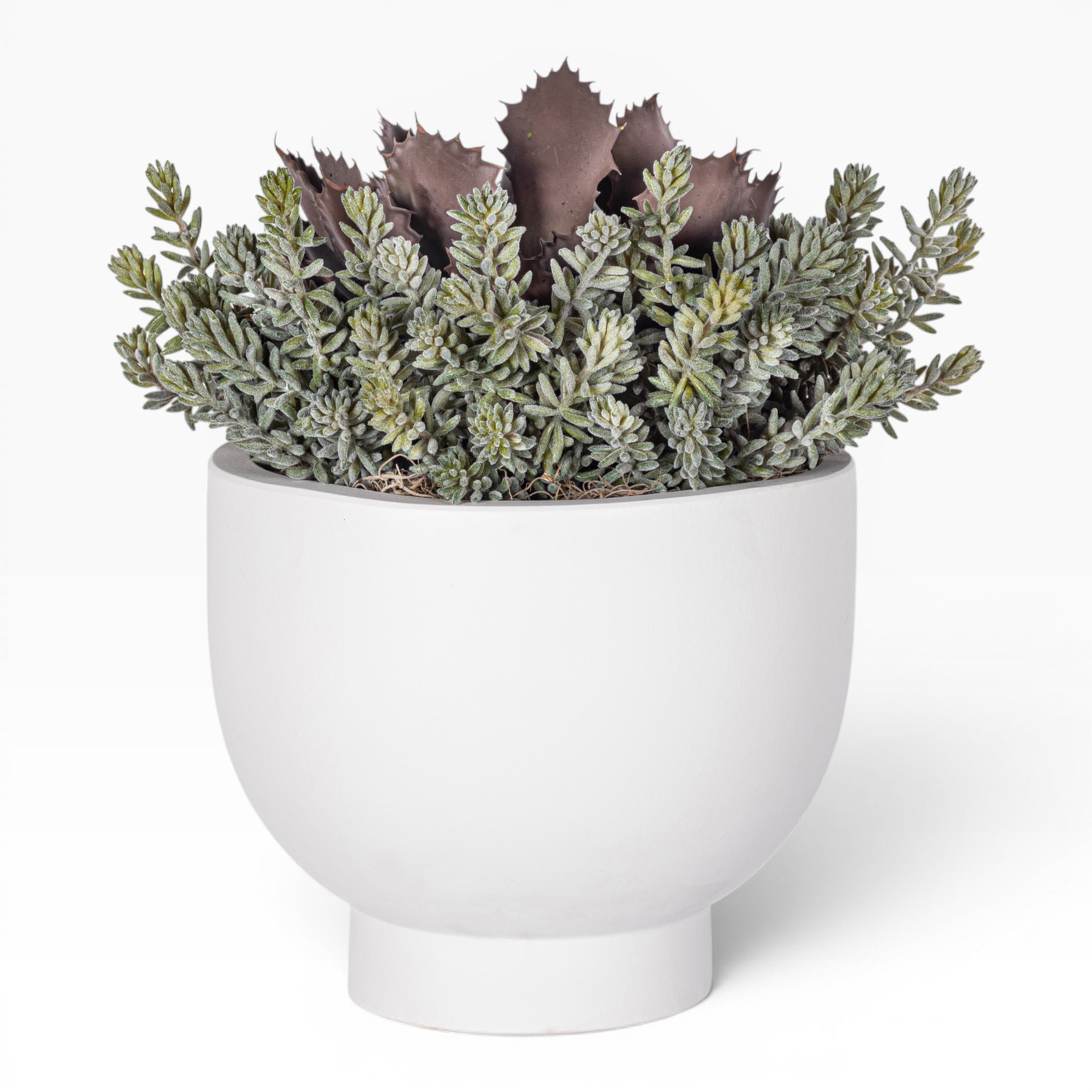12" White Mack Compote with Succulent Arrangement   AR1836