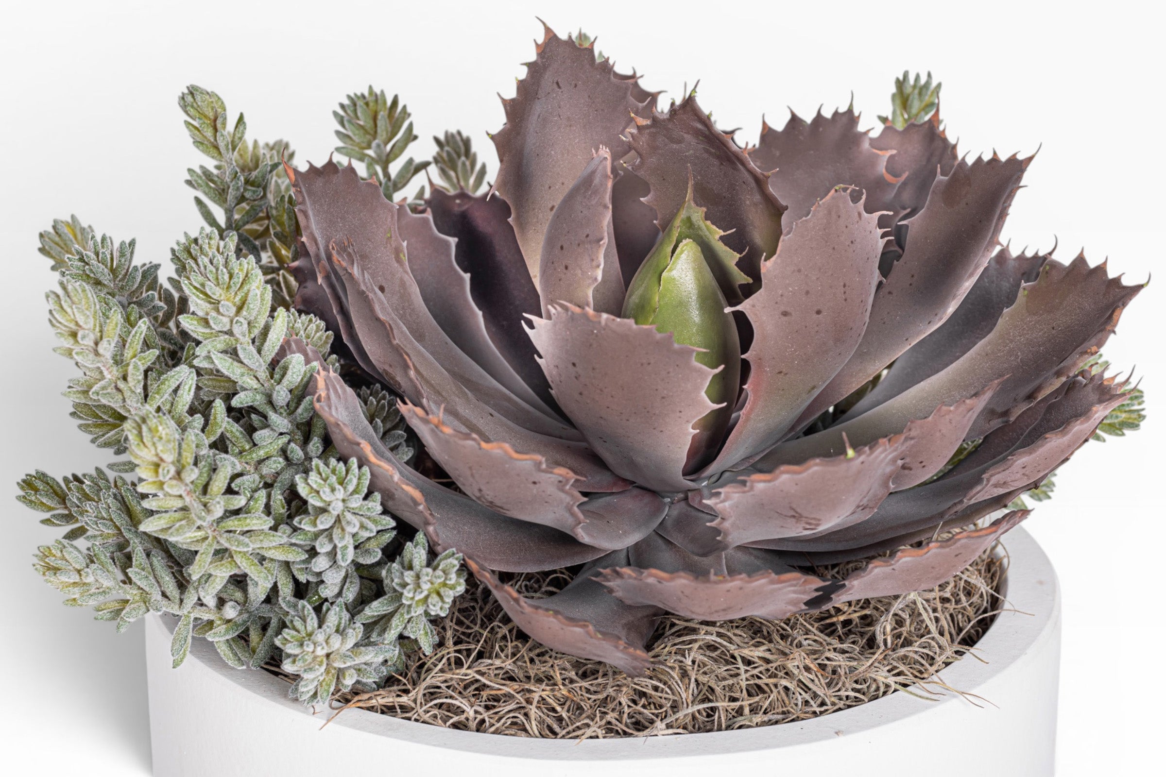 12" White Mack Compote with Succulent Arrangement   AR1836