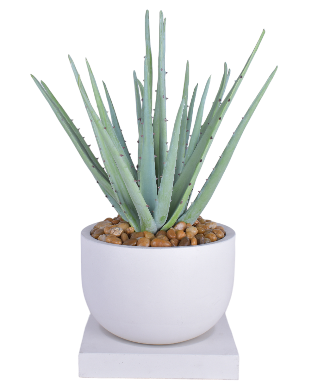 12" White Palmaria Planter with Aloe Arrangement   AR1840