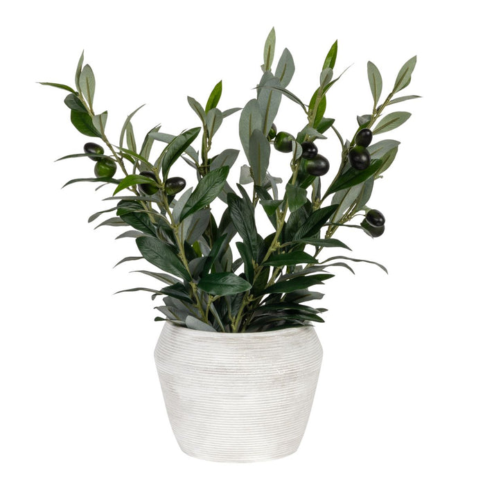 6" Grayson Pot with UV Protected Potted Olive   AR1851UV