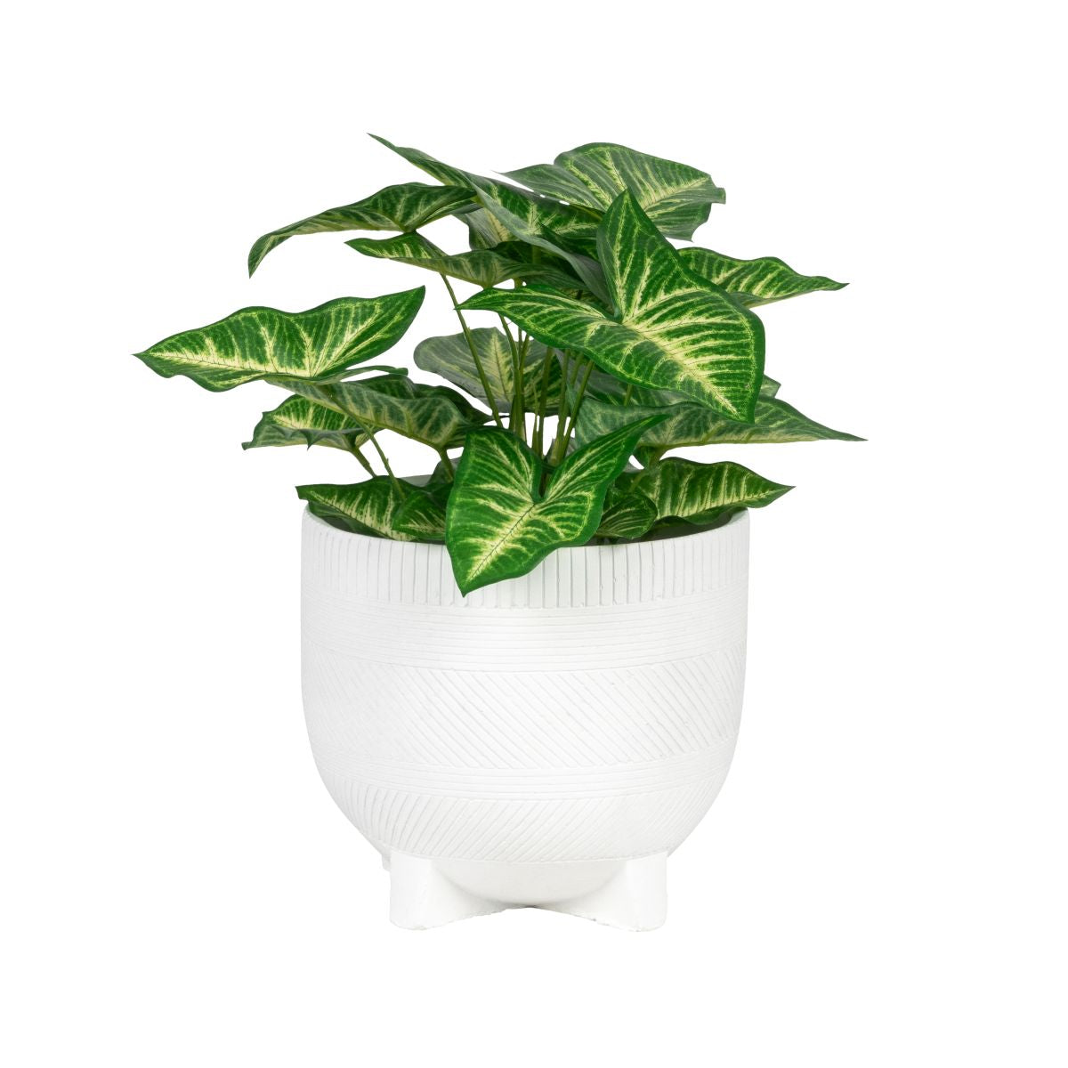 7" Winnifred Pot with UV Protected Potted Anthura Bush   AR1852UV