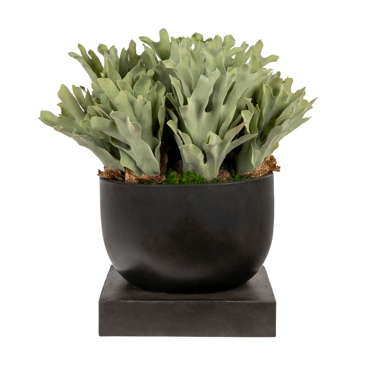 16" Palmaria Planter with UV Protected Staghorn Ferns   AR1853UV