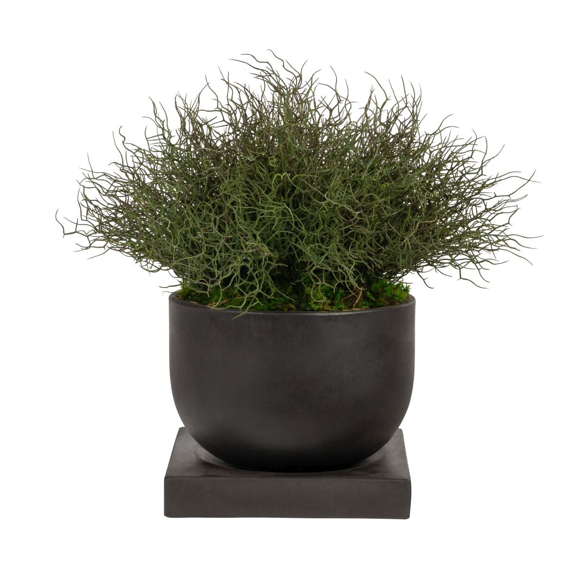 12" Palmaria Planter with Pencil Grass   AR1854