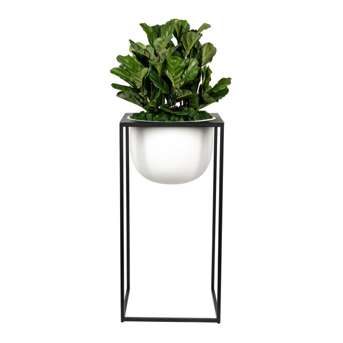 44" White Well Planter with Fiddle Leaf Fig   AR1864