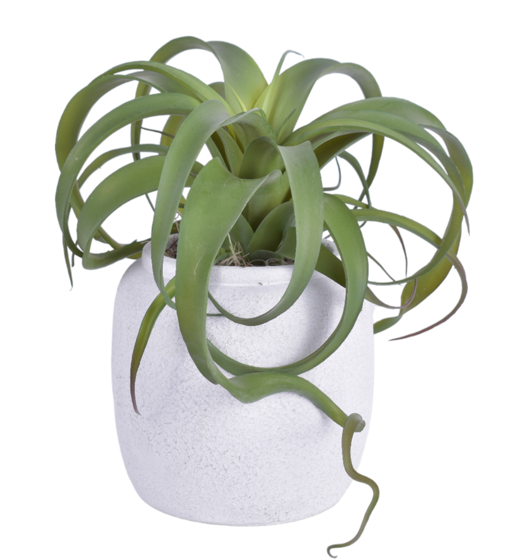 6.5" Tyberious Pot with UV Protected Airplant   AR1871UV