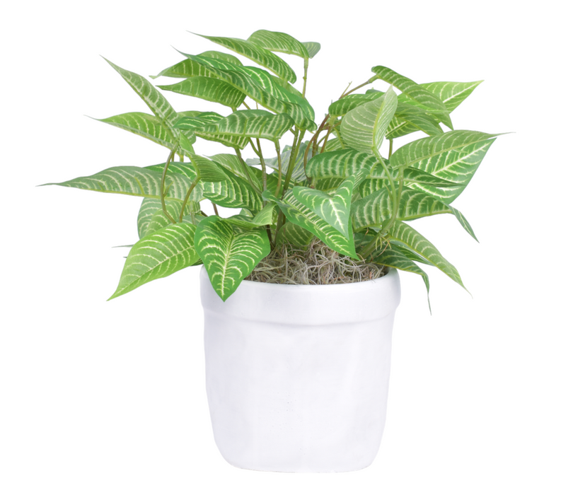 6.5" Herb Pot with UV Protected Potted Zebra Plant   AR1872UV