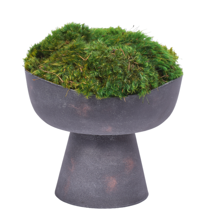 Antique Black Sophia Pot with Mounded Mood Moss   AR1876