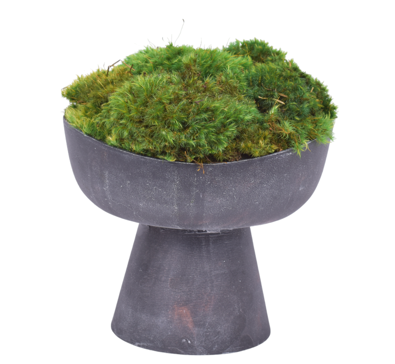 Antique Black Sophia Pot with Mounded Mood Moss   AR1876