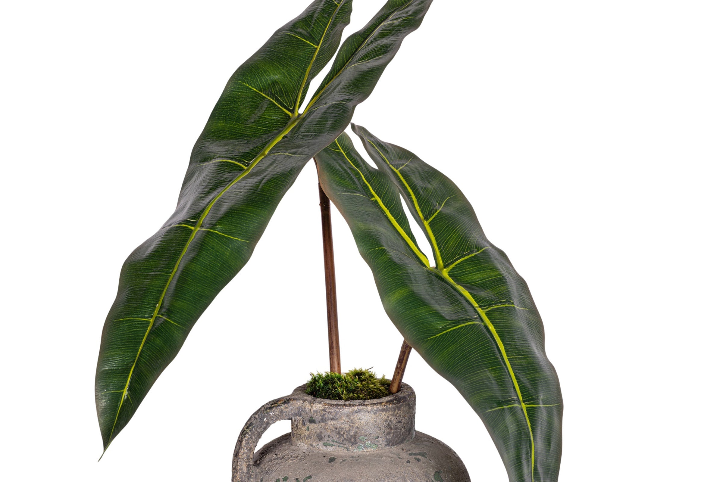 11" Wren Jug with Philodendron Arrangement