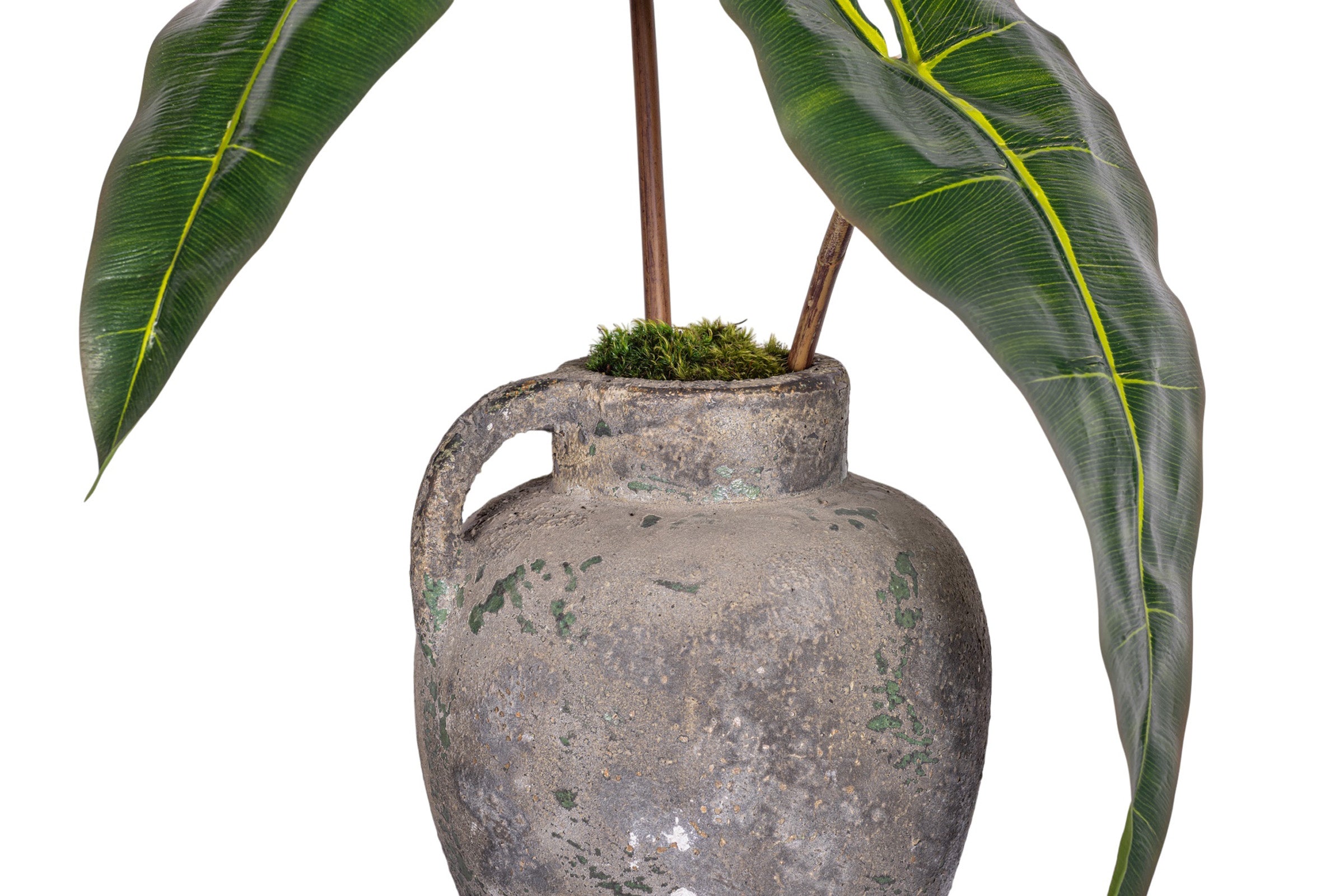 11" Wren Jug with Philodendron Arrangement