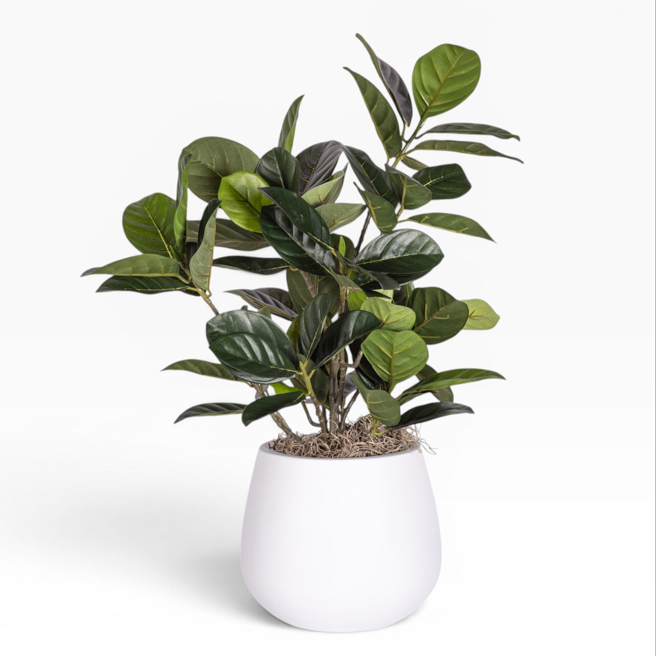 6" Gail Pot with Tetrastigma Arrangement AR1881
