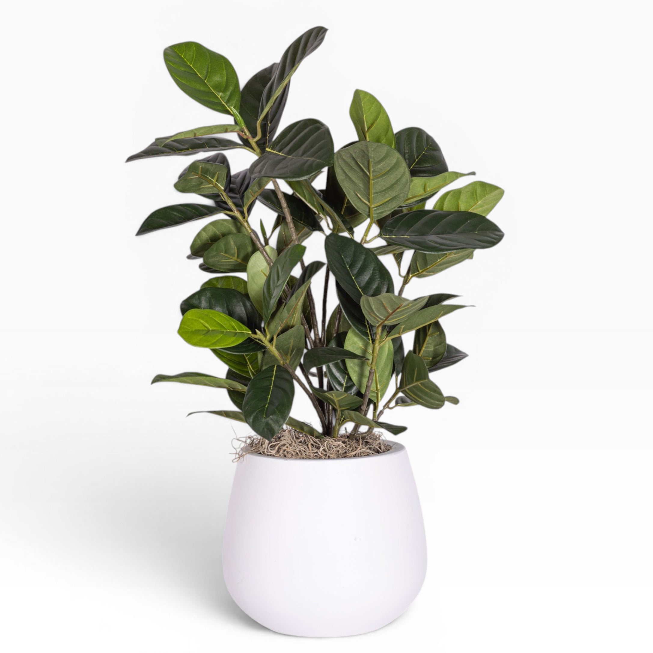 6" Gail Pot with Tetrastigma Arrangement AR1881
