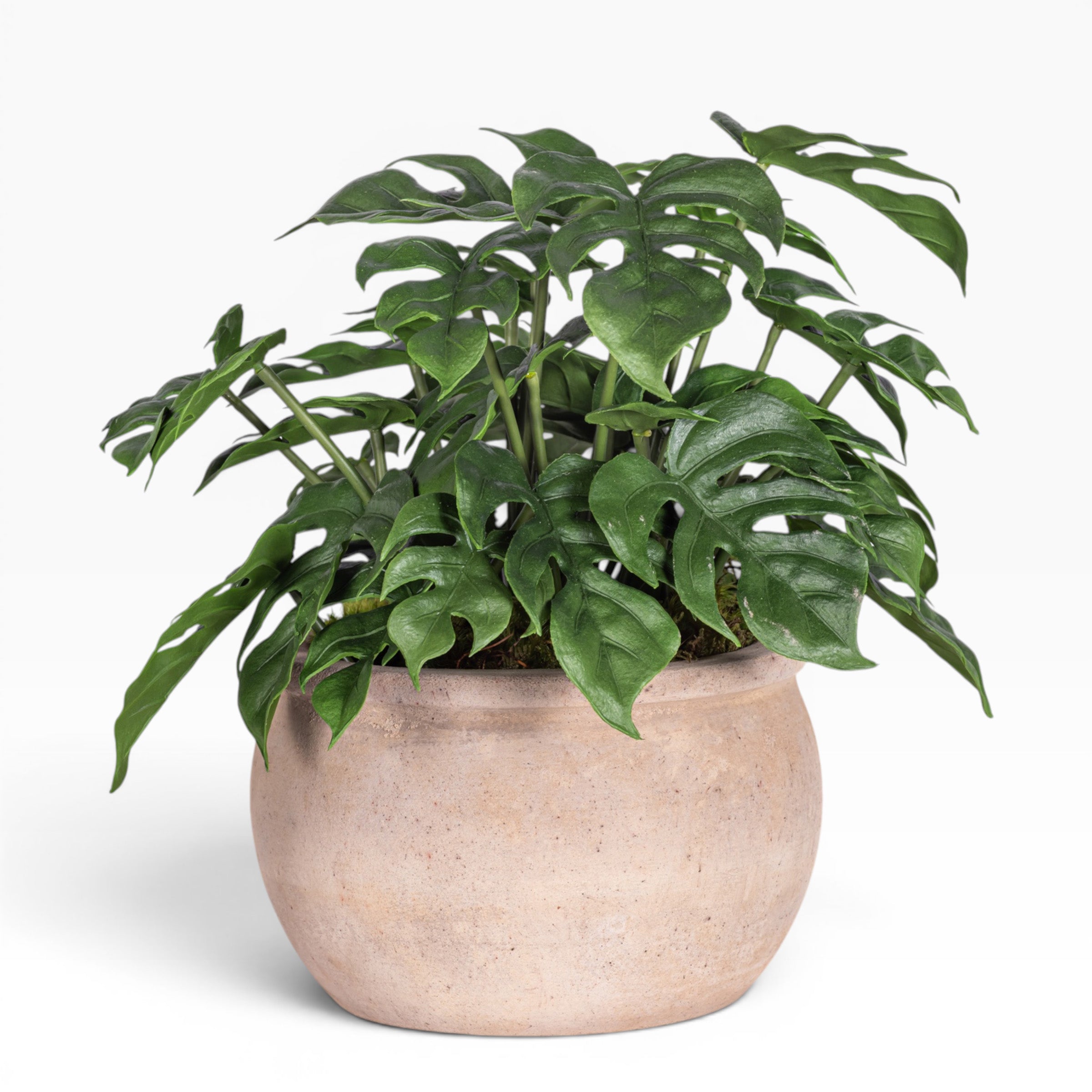 7" Jeune Bowl with Monstera Arrangement AR1888