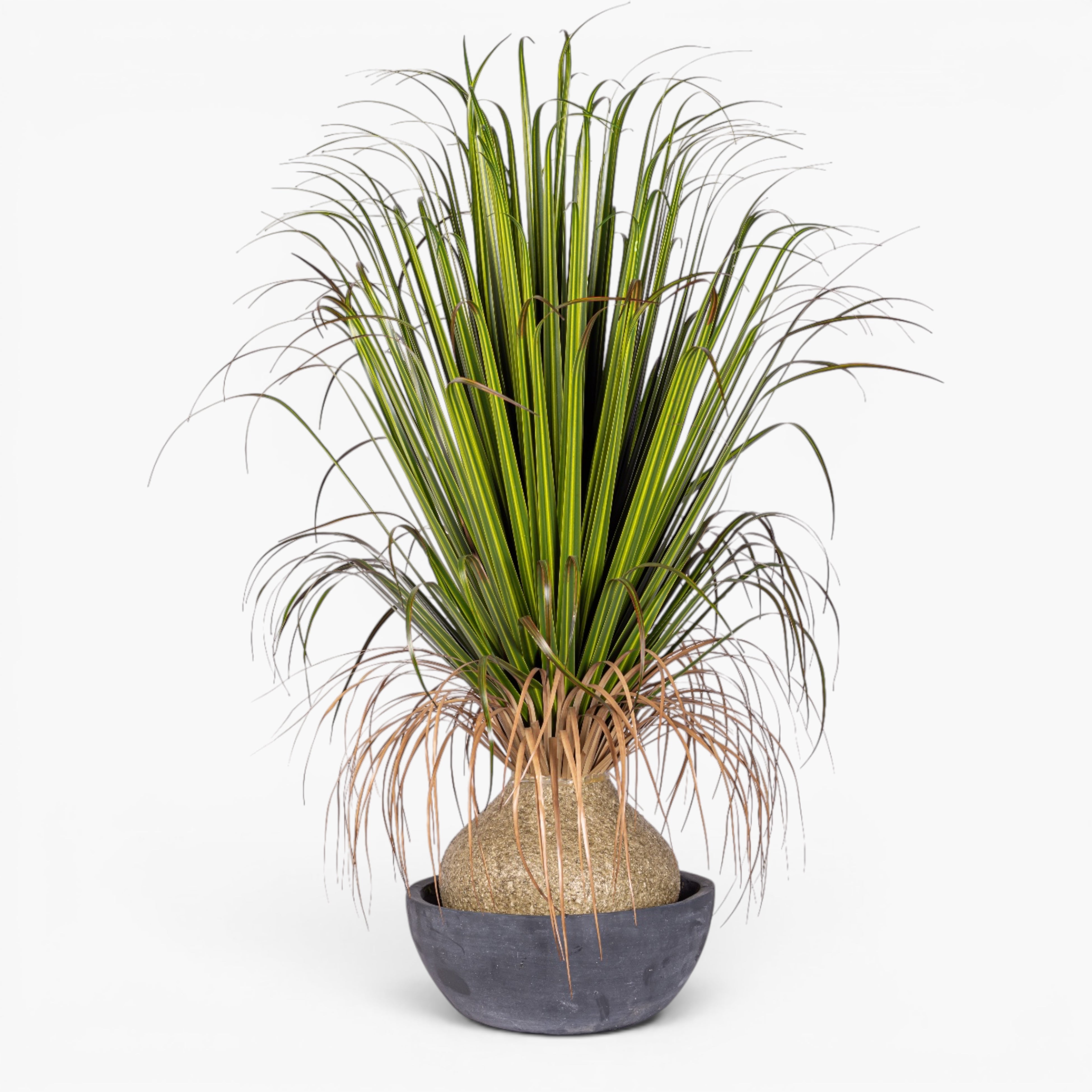 39" Pony Tail Palm in Black Cement Bowl - UV Treated AR1902