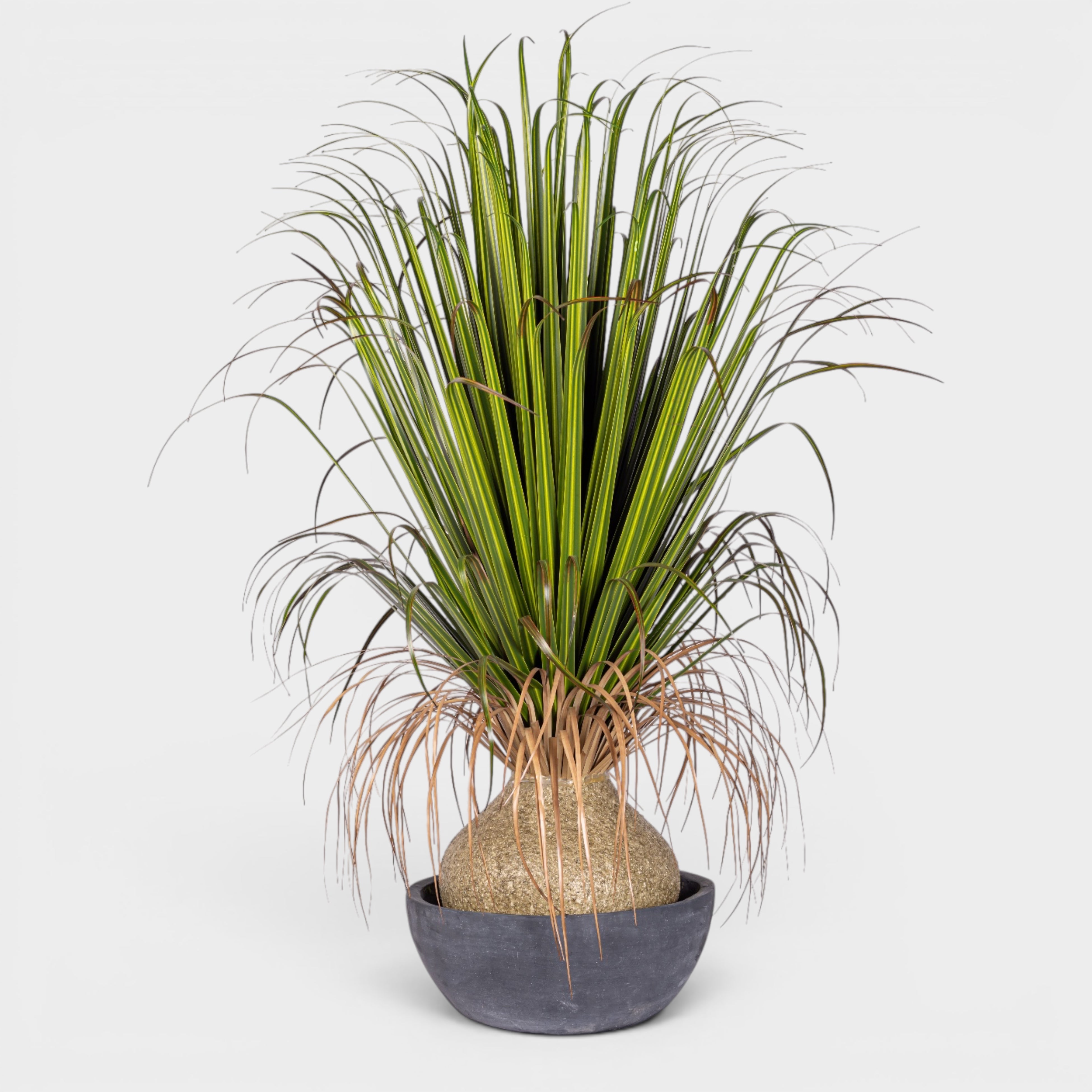 39" Pony Tail Palm in Black Cement Bowl - UV Treated AR1902