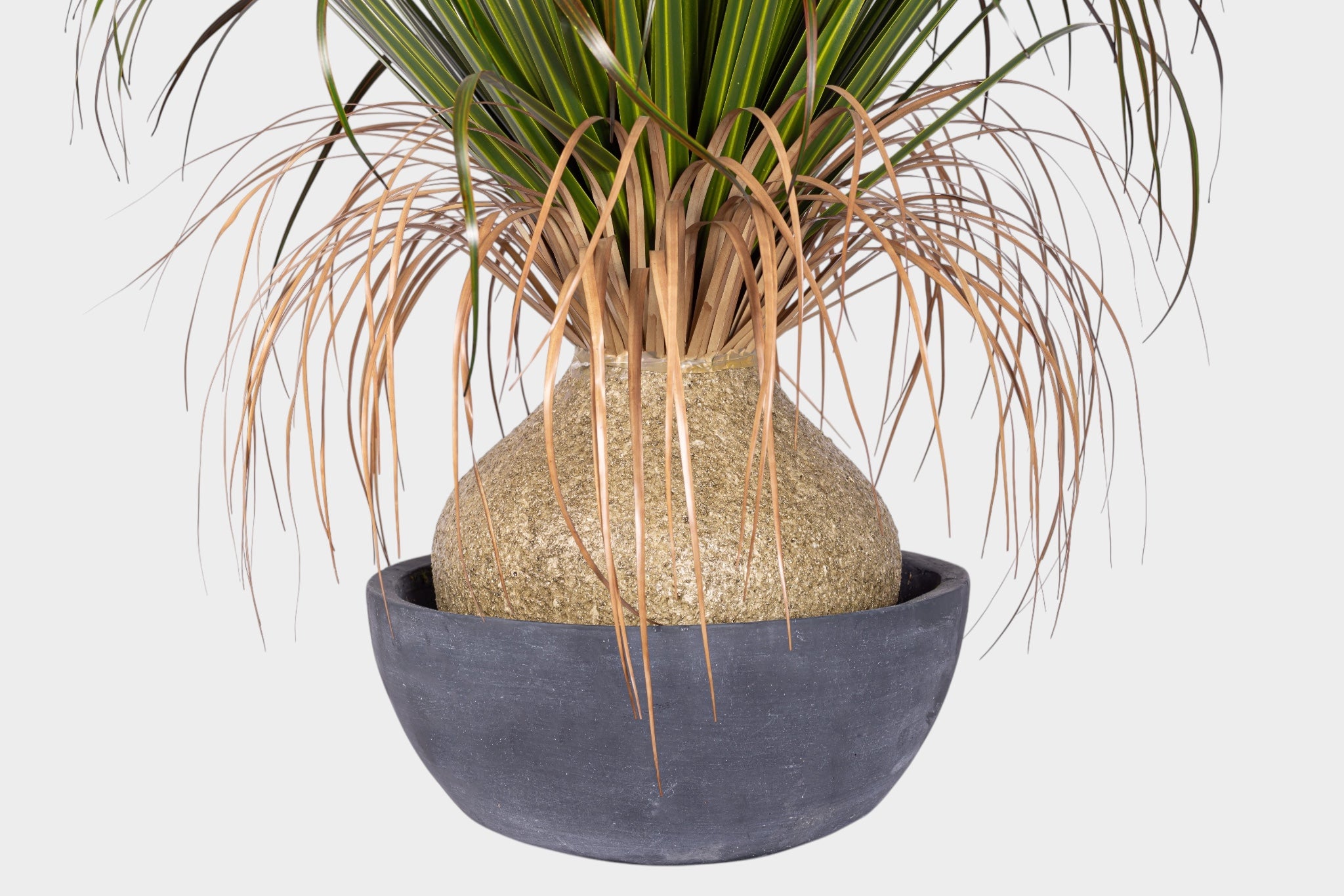 39" Pony Tail Palm in Black Cement Bowl - UV Treated AR1902