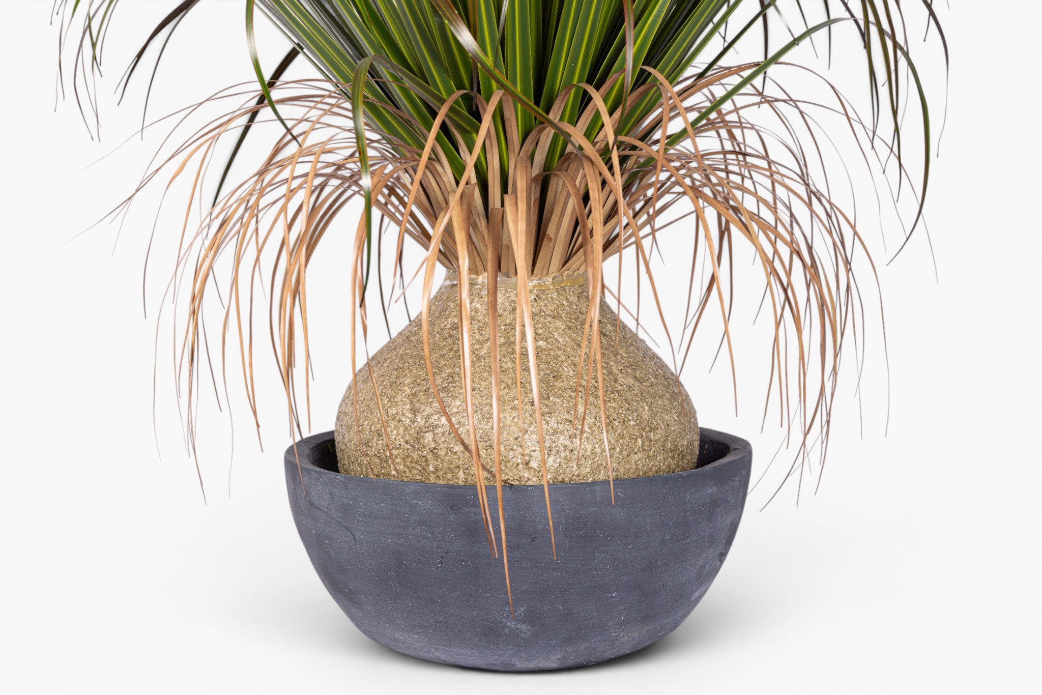 39" Pony Tail Palm in Black Cement Bowl - UV Treated AR1902