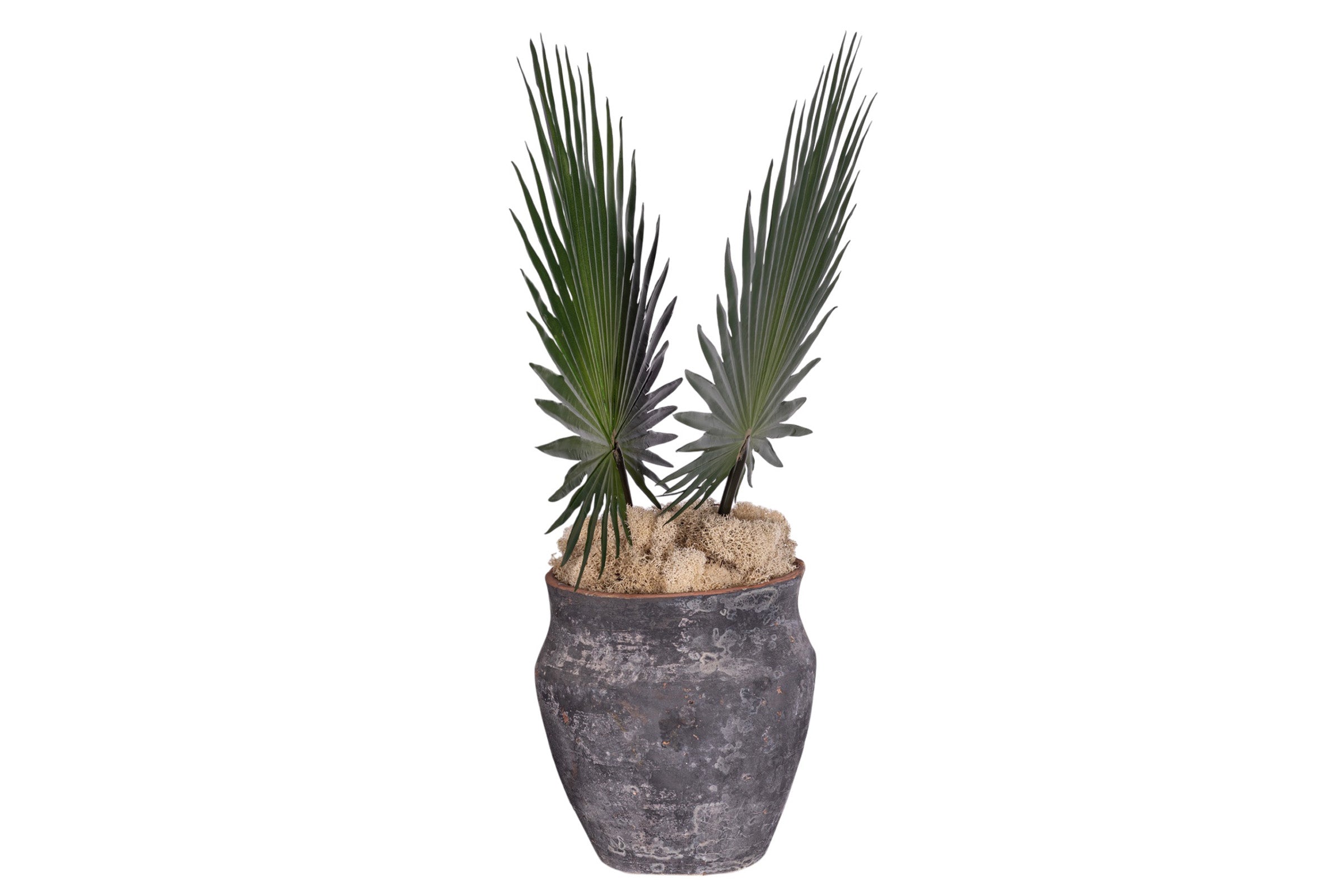 8" Titan Pot with Fan Palm Arrangement   AR1907