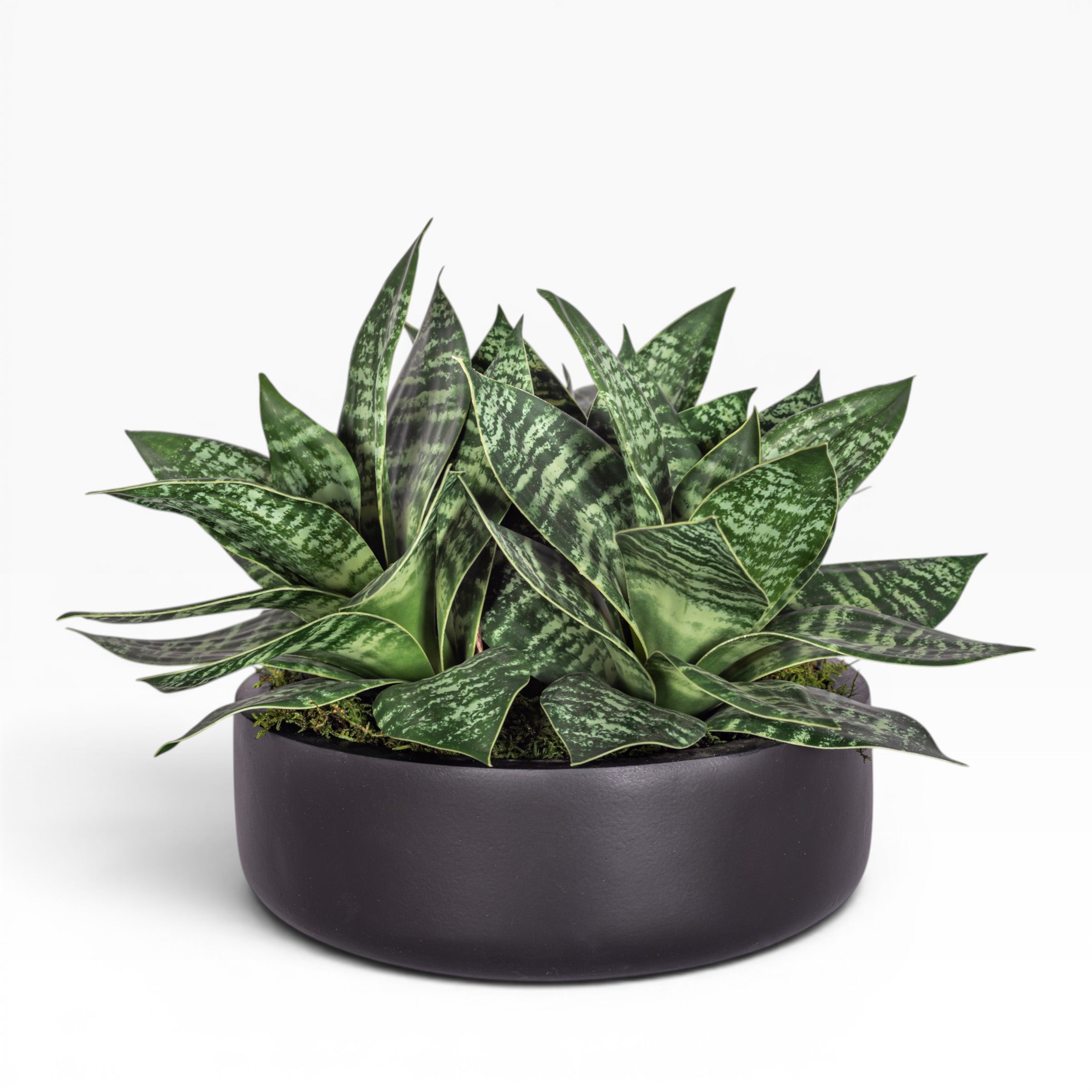 9" Ryker Bowl with Snake Flower Arrangement