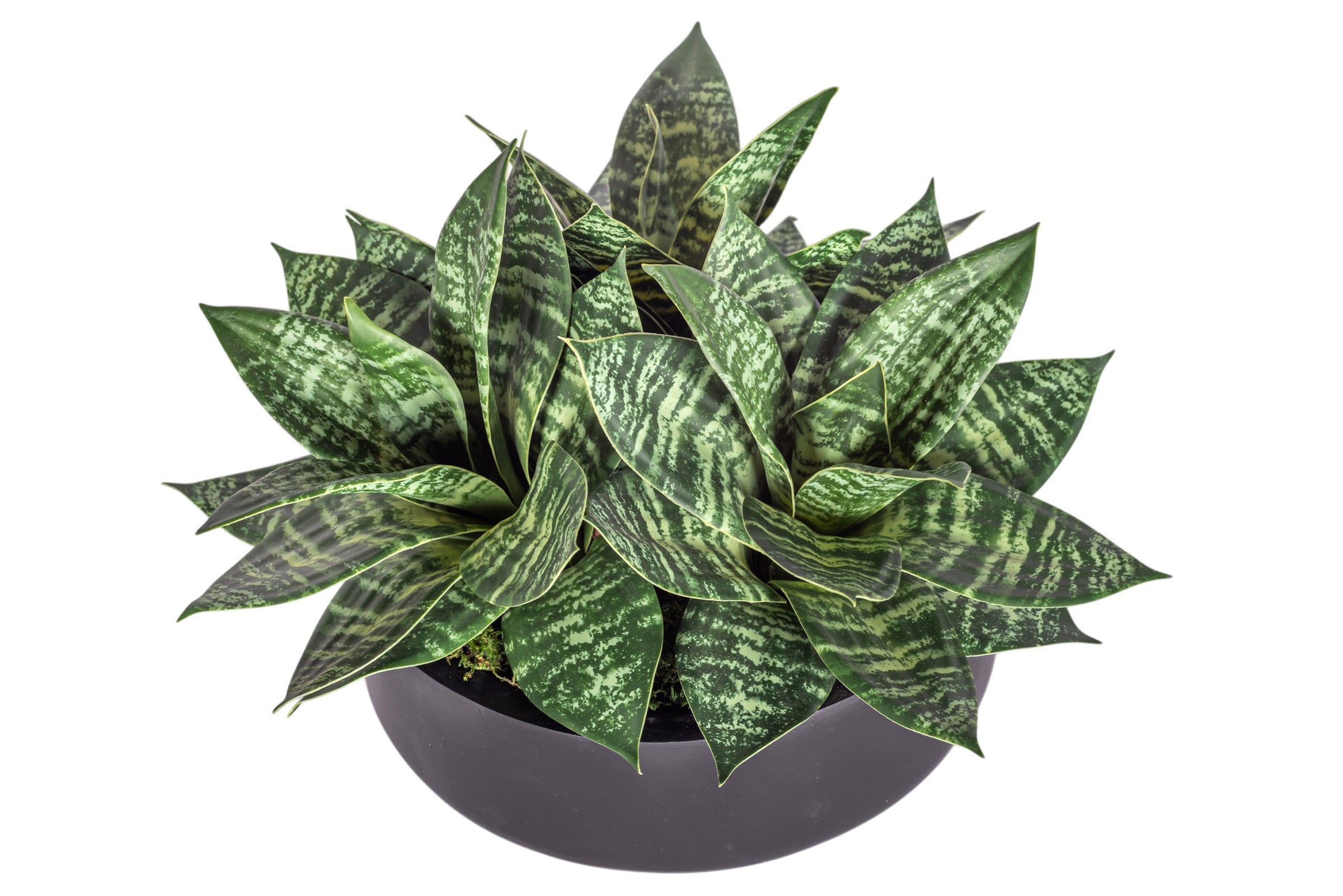 9" Ryker Bowl with Snake Flower Arrangement