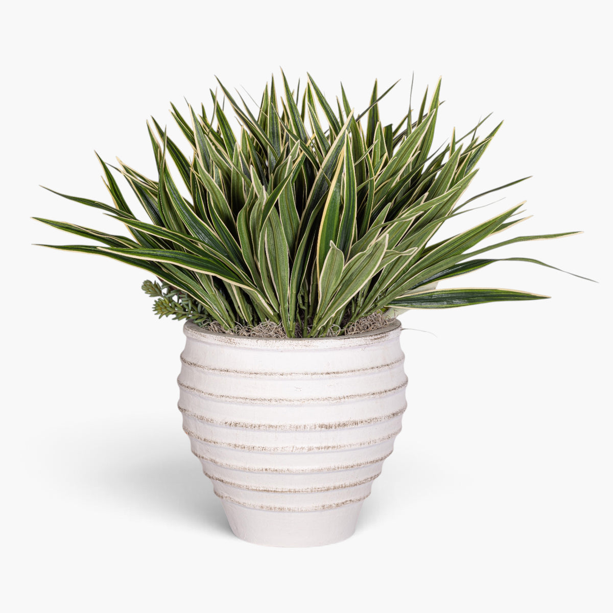 Roma Pot with Succulent Arrangement AR1959