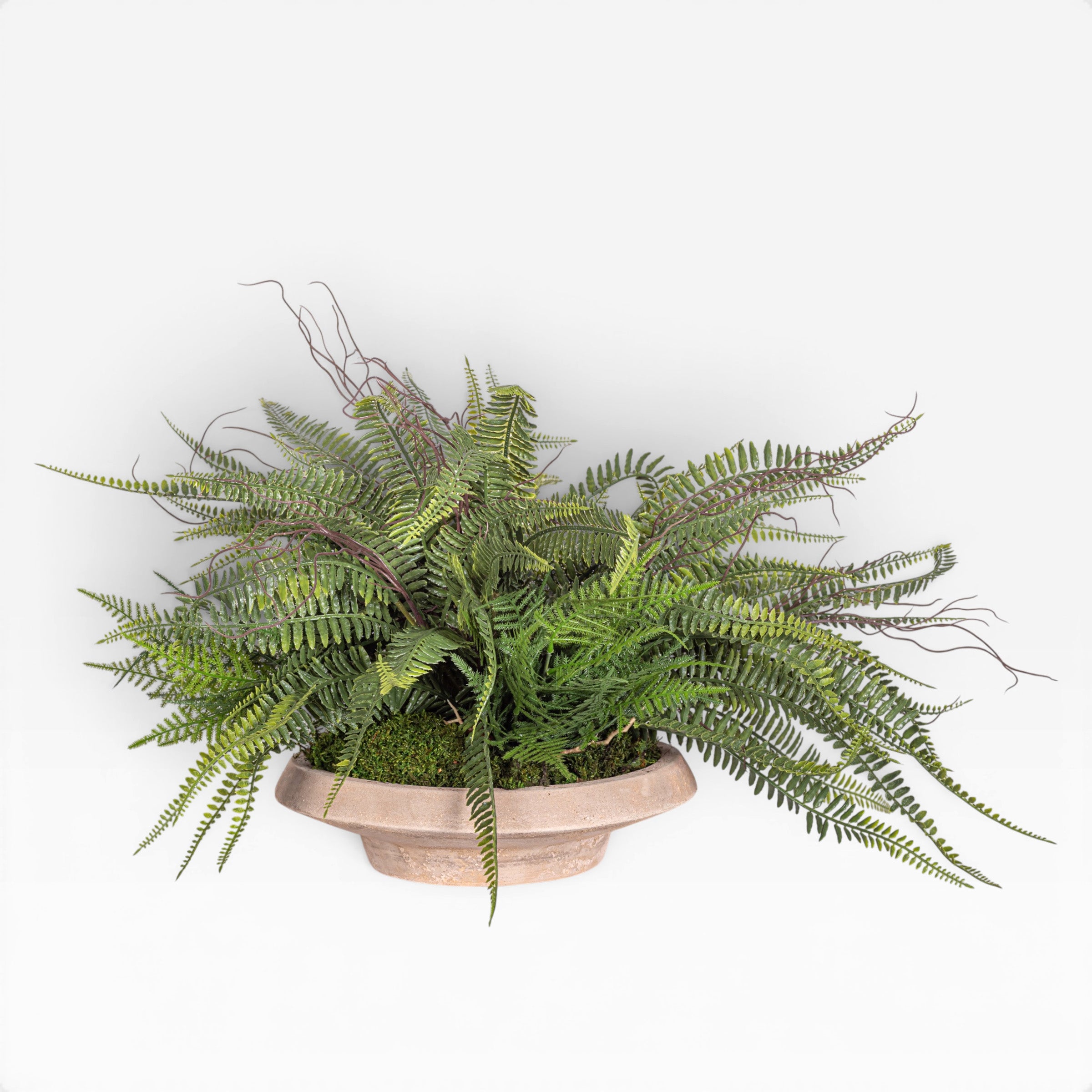 Sayulita Saucer with UV Fern Arrangement AR1969