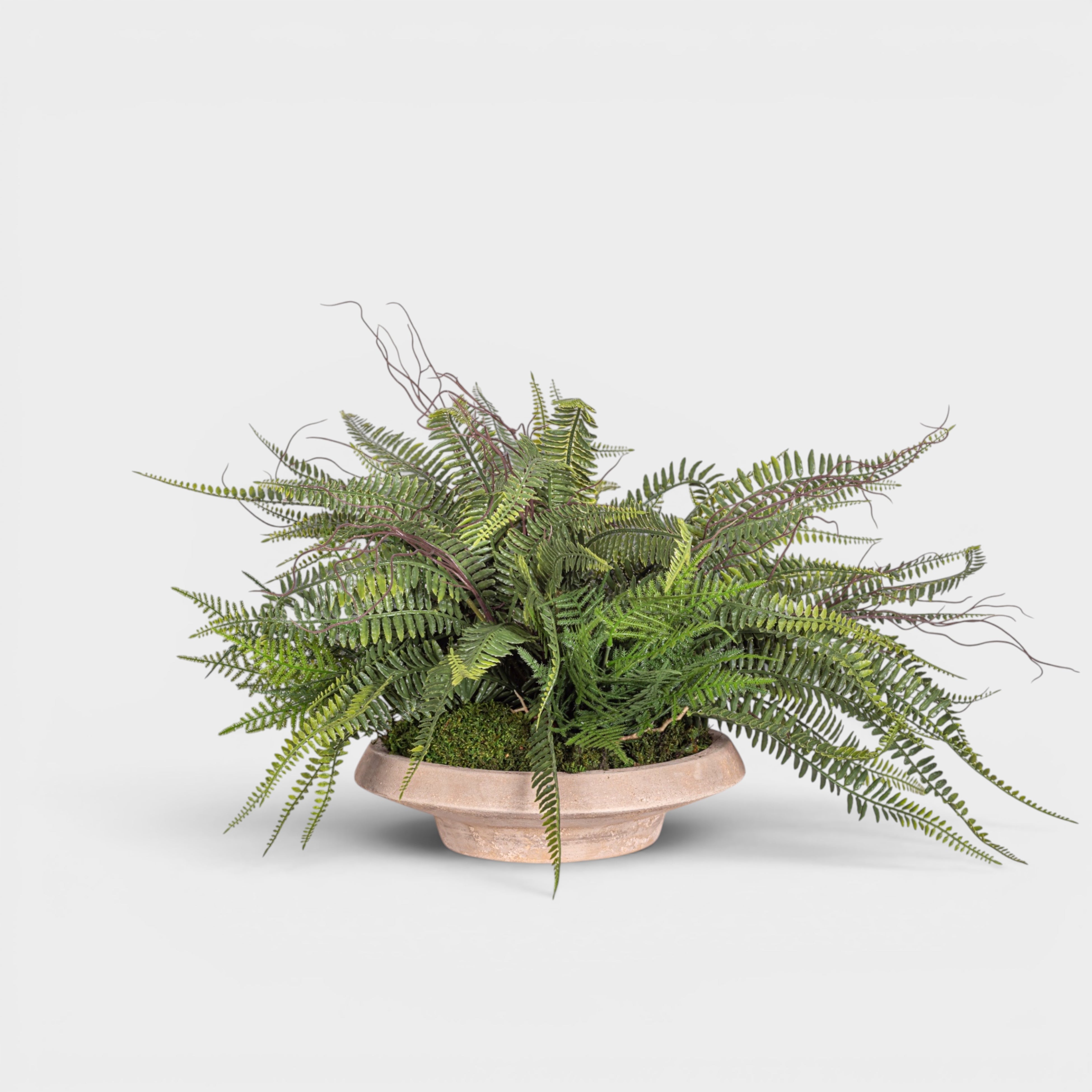 Sayulita Saucer with UV Treated Fern Arrangement AR1969