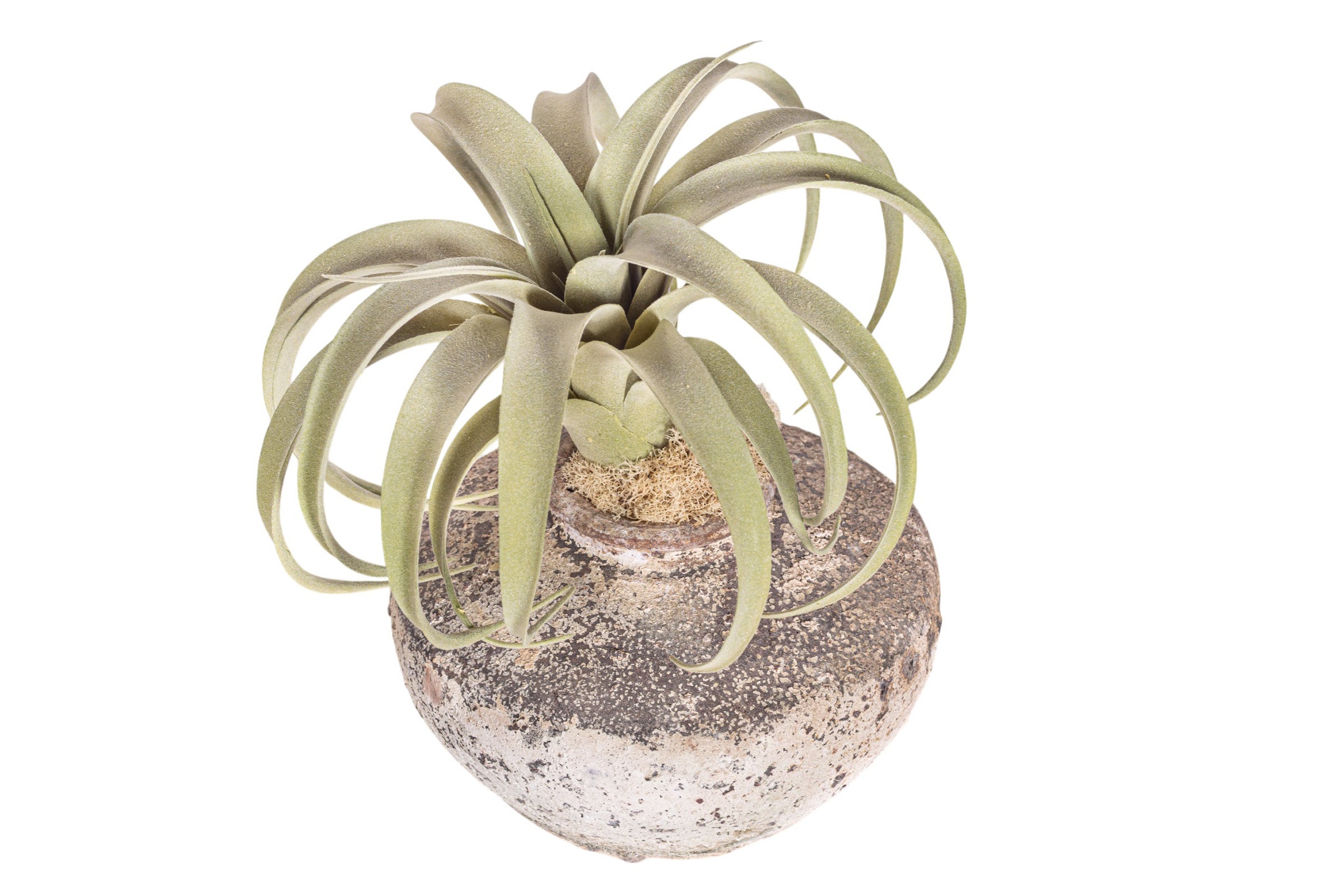 12" Loen Pot with Airplant Arrangement AR1977