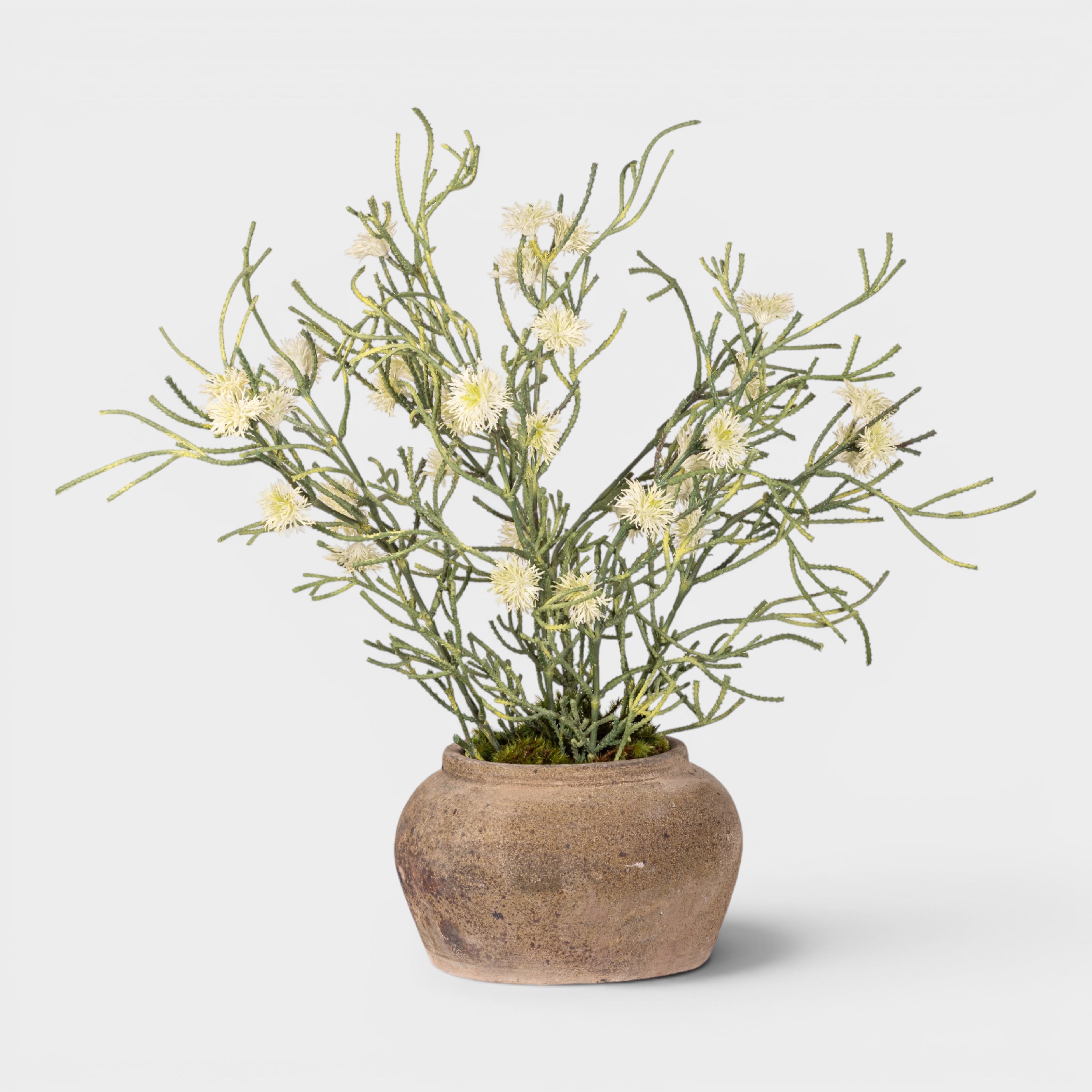 Esther Pot with Spider Flower Arrangement AR1979