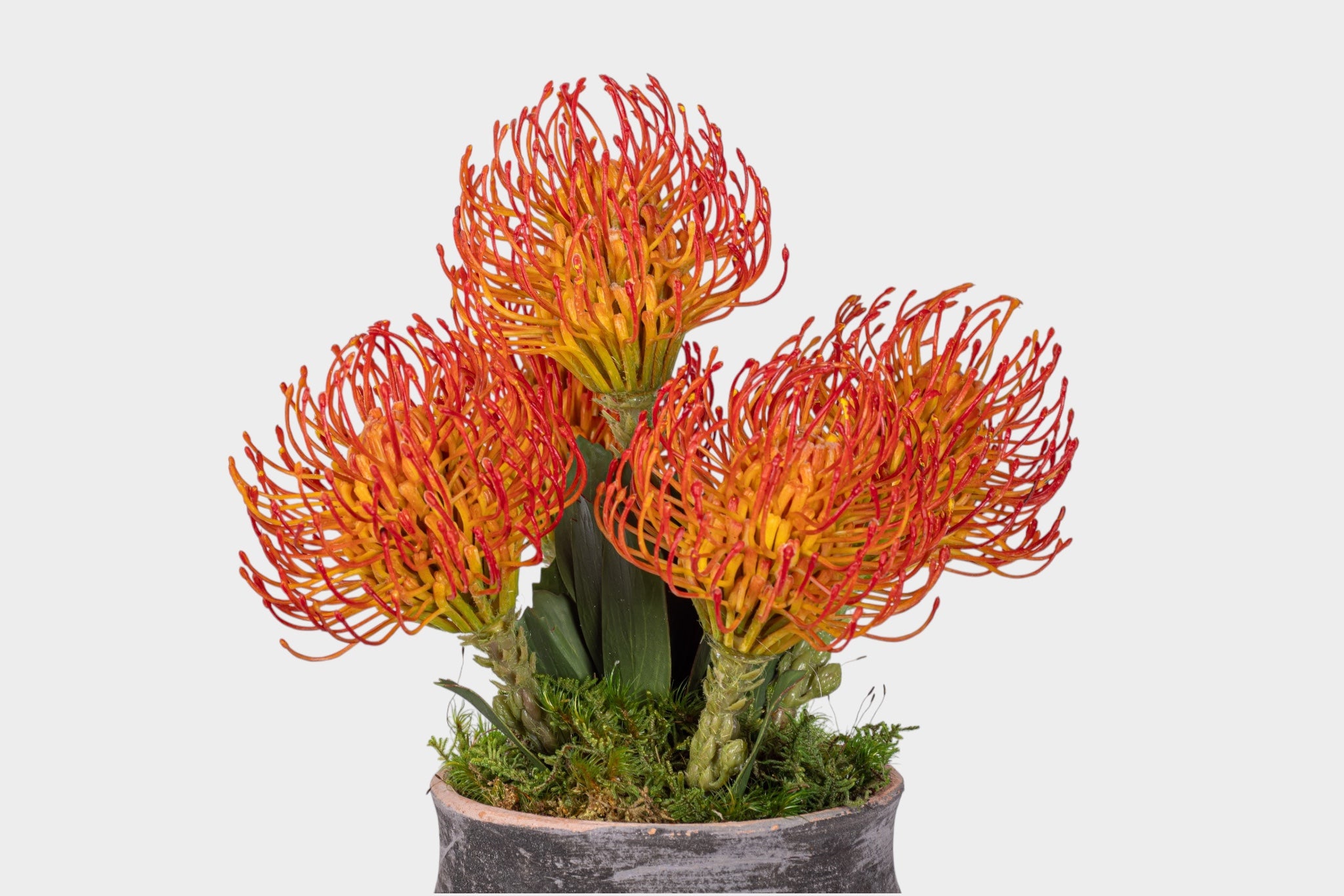 8" Titan Pot with Protea Arrangement AR1981