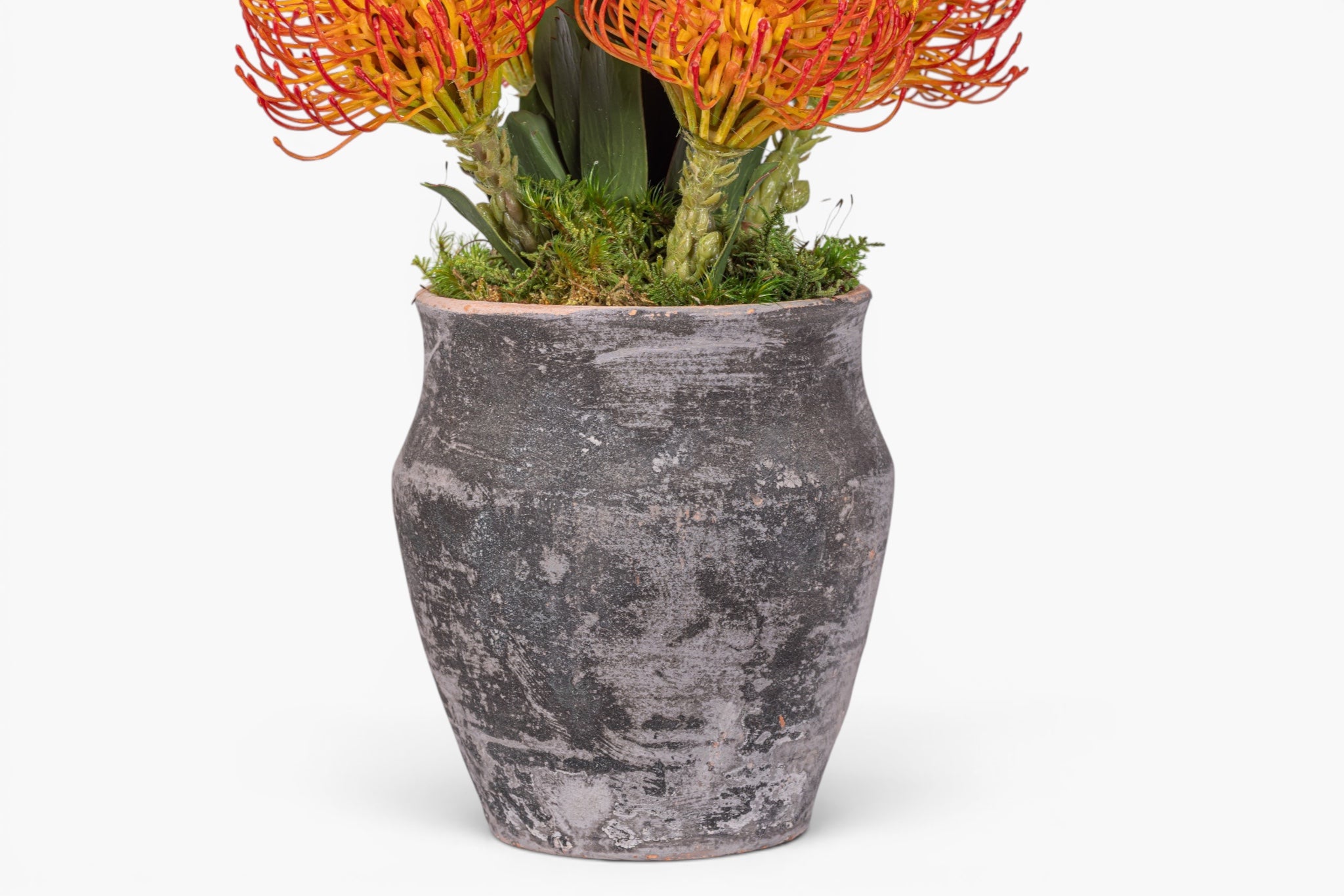 8" Titan Pot with Protea Arrangement AR1981