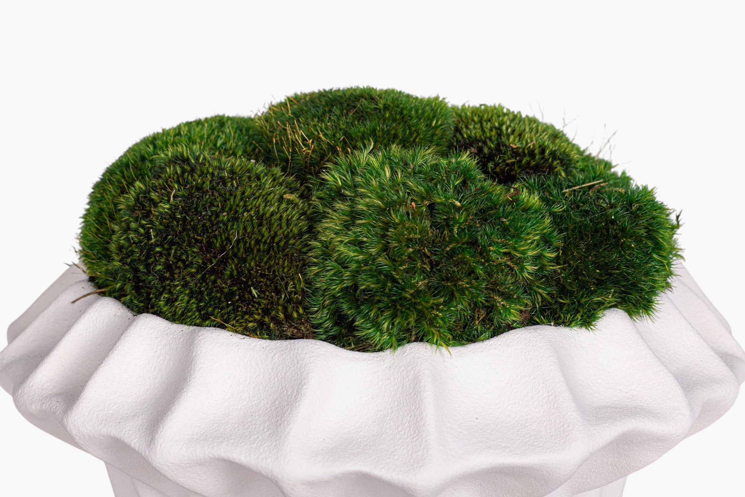 Adelaine Bowl with Mood Moss Arrangement AR2003