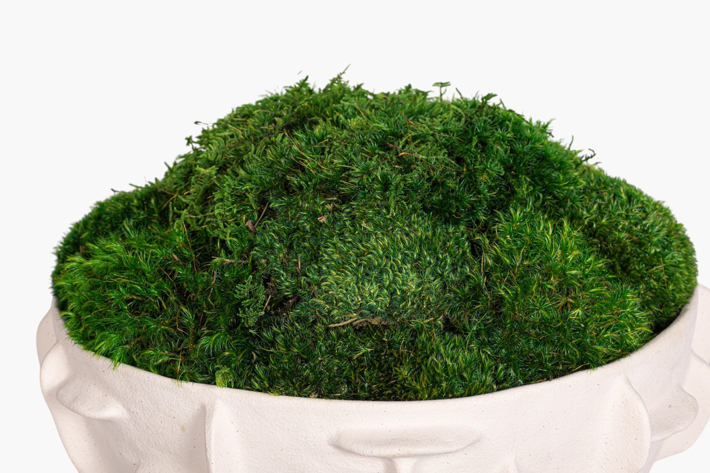 Finnegan Bowl with Mood Moss Arrangement AR2004