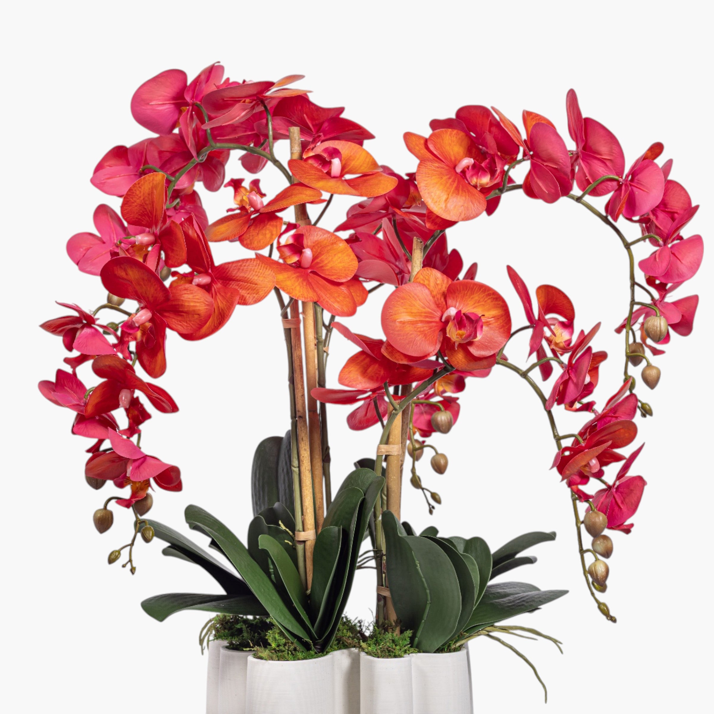 Red Orchid Arrangement in Presely Vase AR2007