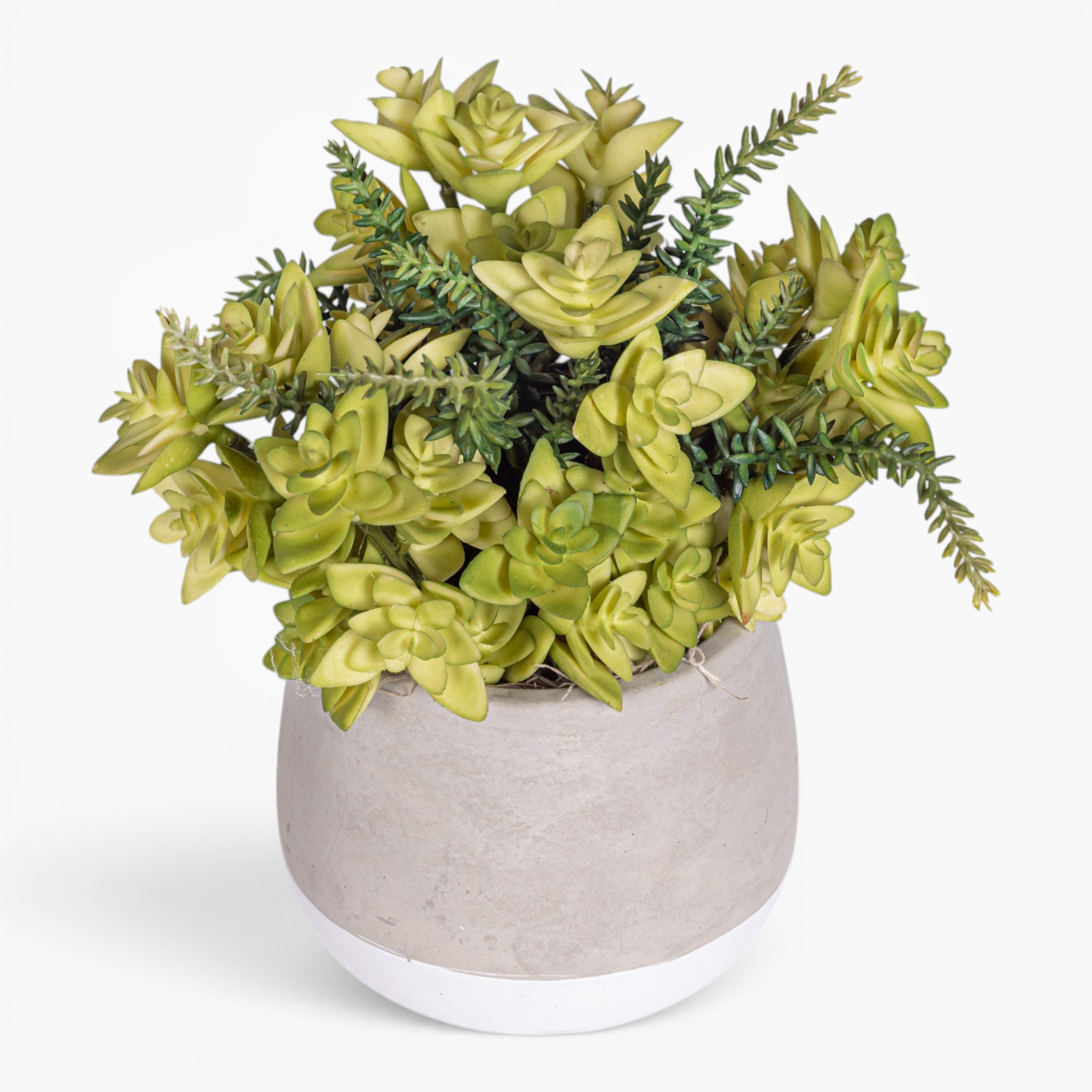 Ellie Pot with Succulent Arrangement AR2011