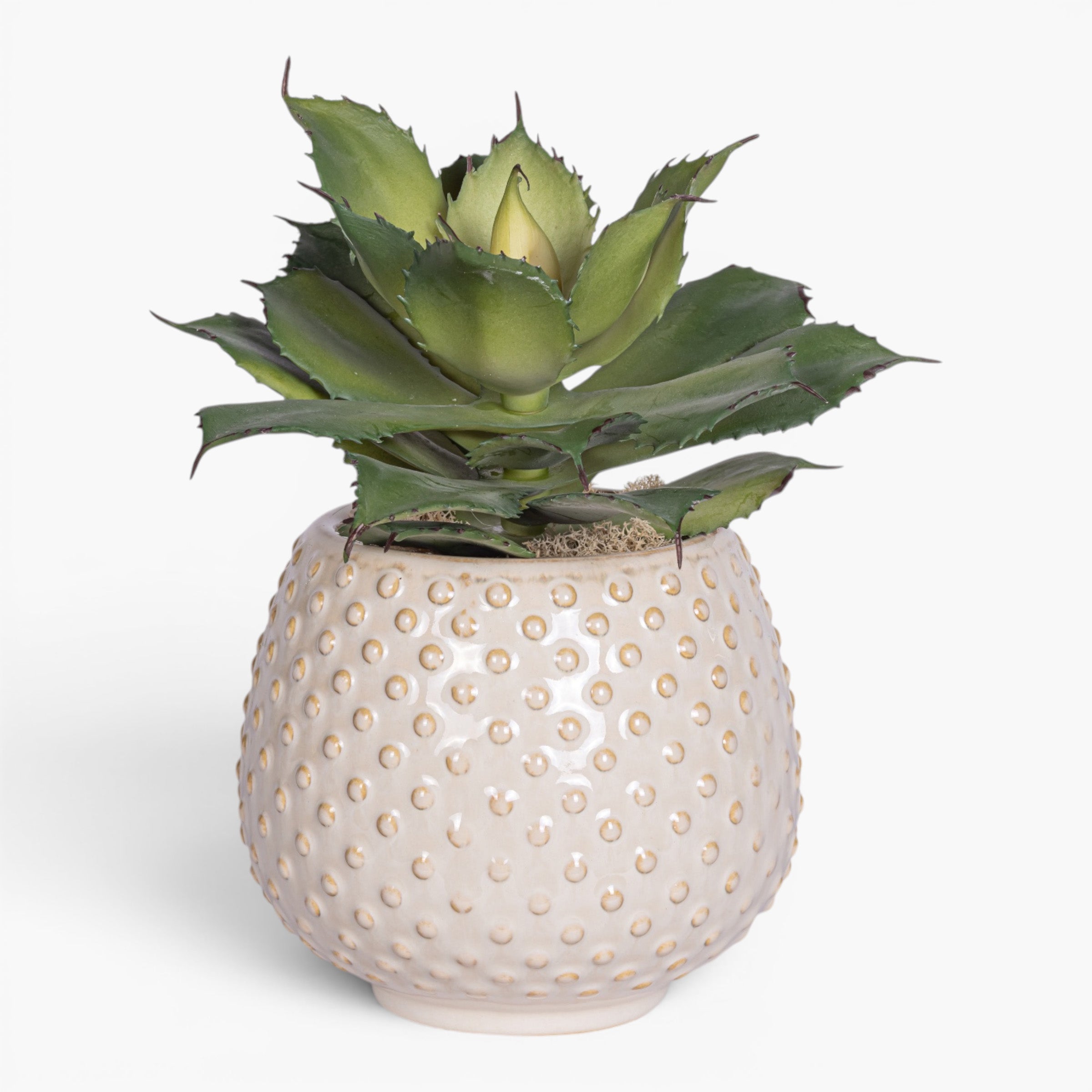 Ainsley Pot with Succulent Arrangement AR2013