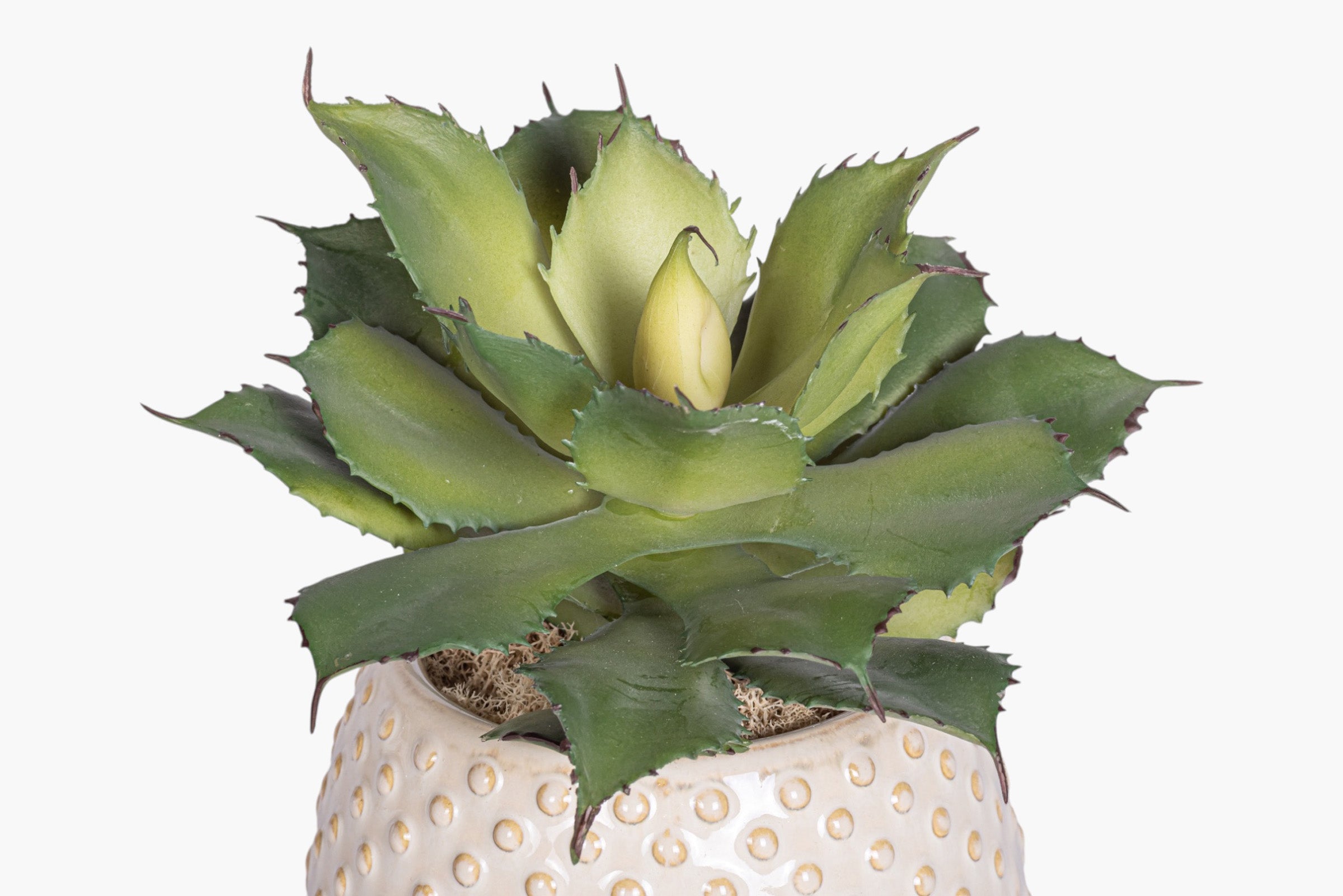 Ainsley Pot with Succulent Arrangement AR2013