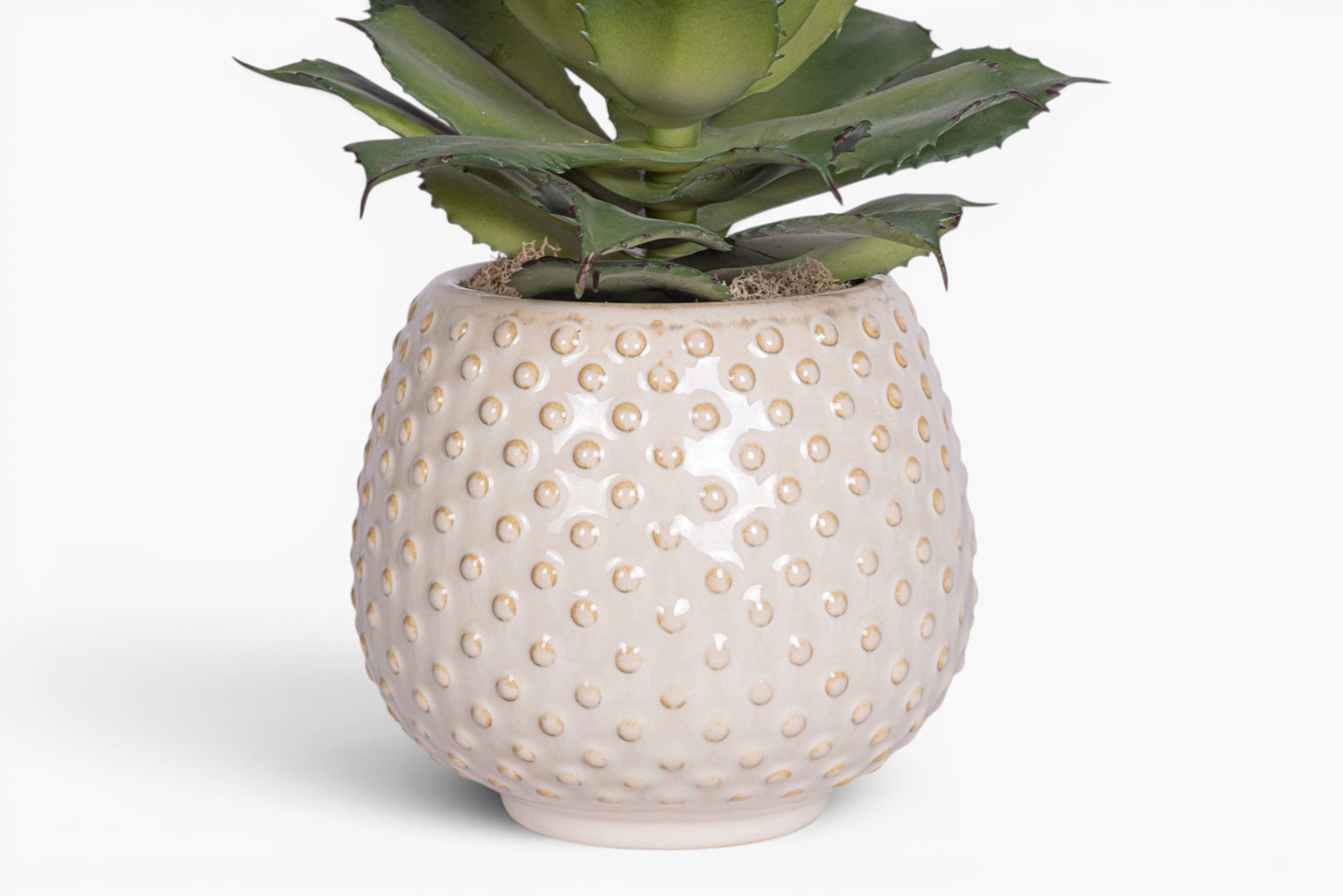 Ainsley Pot with Succulent Arrangement AR2013